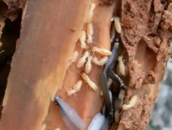 临猗白蚁防治公司分享低层住宅白蚁高发，一楼住户专属防虫防护指南